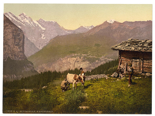 A picture of Wengern Alp, cheese dairy, cowkeeper milking cow, Bernese Oberland, Switzerland