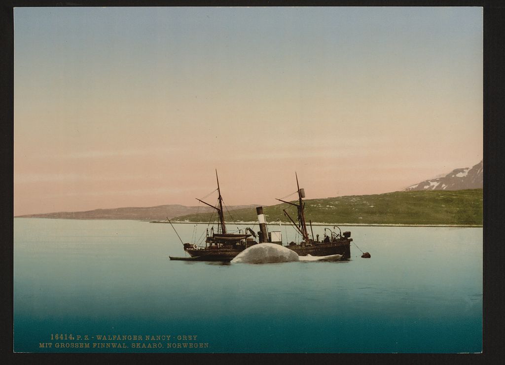 A picture of Whaling scenes at Skaaro. The "Nancy Grey" with a whale, Norway