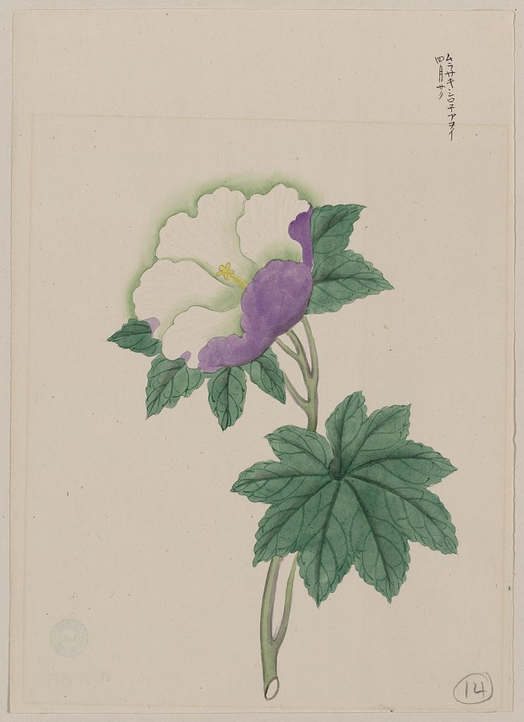A picture of White and purple flower on stem with green leaves