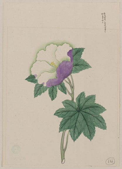 A picture of White and purple flower on stem with green leaves