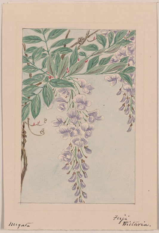 A picture of Wisteria vine with leaves and blossoms