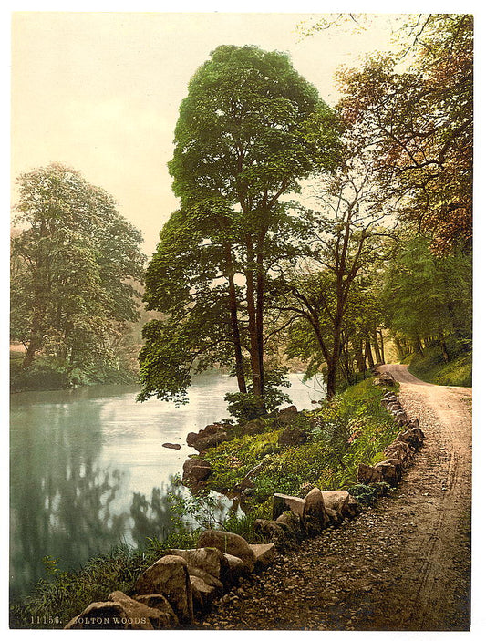 A picture of Woods, Bolton Abbey, England