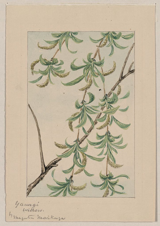 A picture of Yanagi - willow