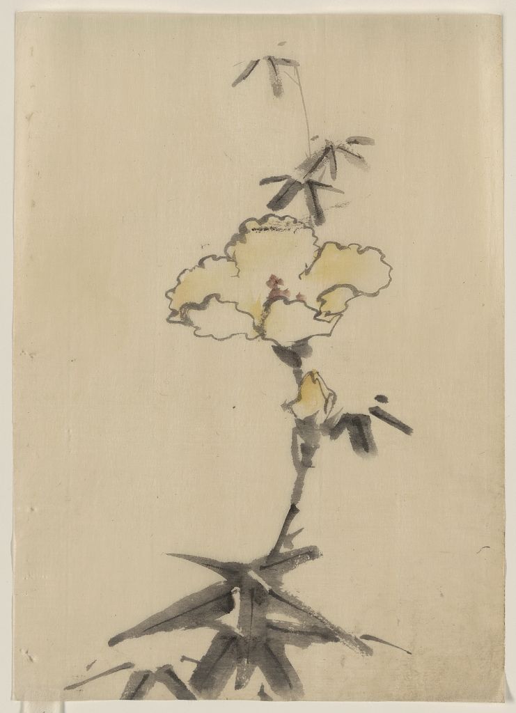 A picture of Yellow blossom with bud on a stalk above leaves