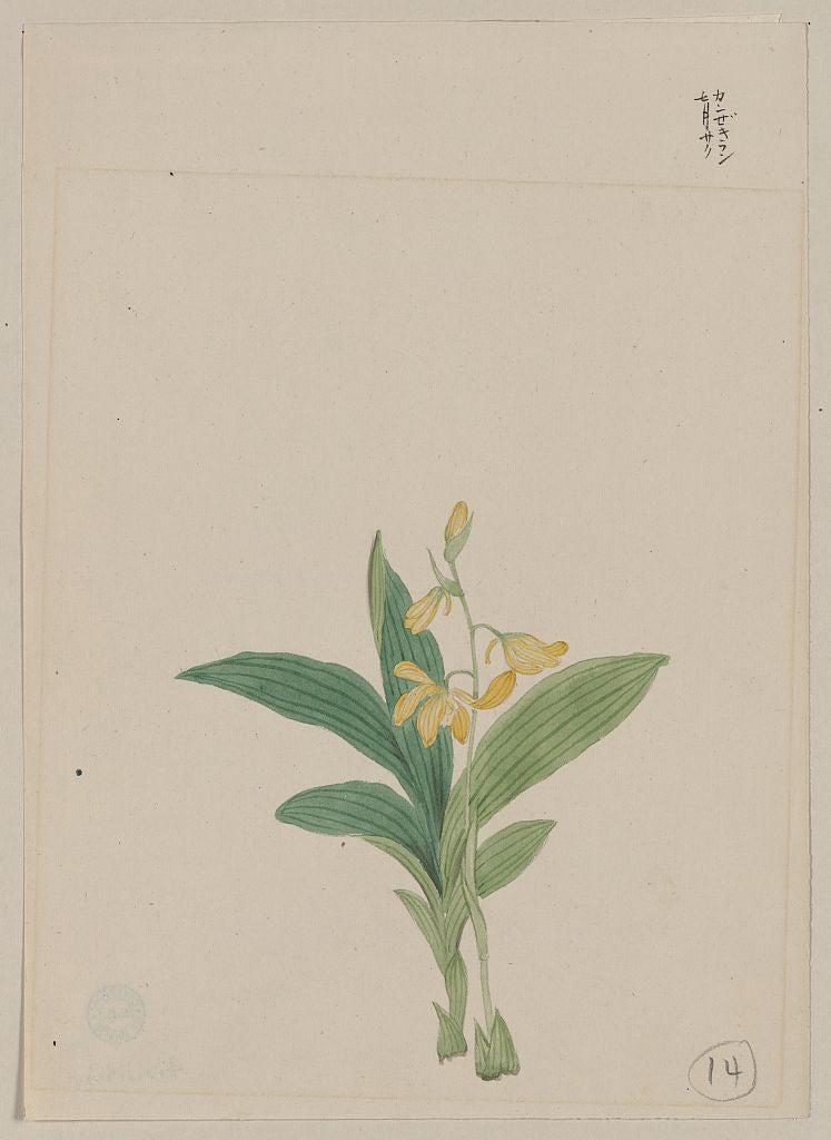 A picture of Yellow blossoms on stem above leaves of a kin-ran or golden helleborine plant
