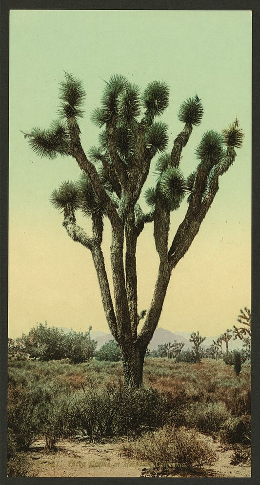 A picture of Yucca cactus at Hesperia, California