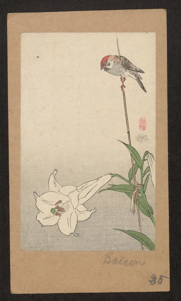 A picture of Yuri ni shōkin